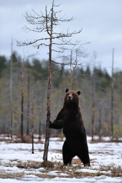 bears–bears–bears:  Brown bear standing on snow by