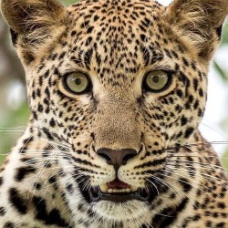 geographicwild: . Photo by @pravirpatel Leopard. Sabi sabi private