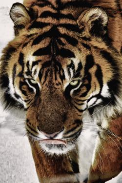 reals:  Tiger Gaze | Photographer