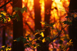 the-forest-fairy:  Twilight Approaches by *stephenb19 