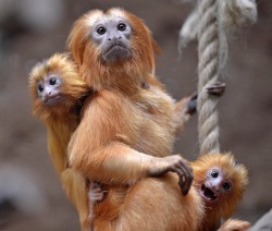 Every family has that one photobomber… (Golden Lion Tamarins)