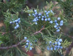 naturehipperq:  eastern red cedar 