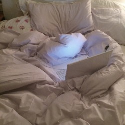 petvl:  look!!!! pillow wonderland