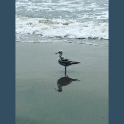 #seagull #gull #beach #surf #pacificocean #westcoast #cali #norcal