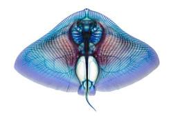 Strikingly delicate anatomical structures of fish, inside-out