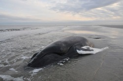 red-realities:  freedomforwhales:  What To Do If You Find A Beached