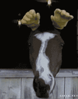 codesam:  Hello this is a horse with gloves on it’s ears that