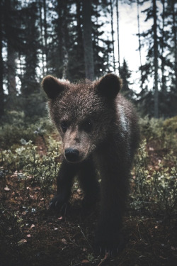 lsleofskye:  The bear, wolf and other wild animals, is a symbol