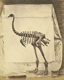 thegetty:  In 1854 the British Museum hired Roger Fenton to test