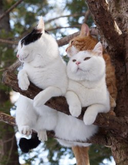 cybergata:Front and back, three bros in a tree.