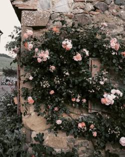 hesavamp: andantegrazioso:  Italian roses |  da.vi.de    △