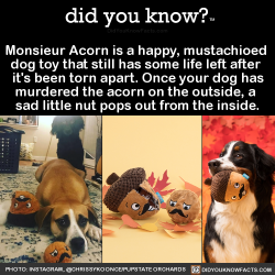 did-you-kno:Monsieur Acorn is a happy, mustachioed  dog toy that