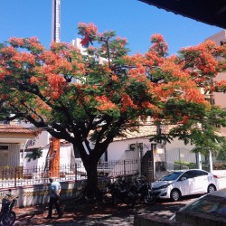 re-fle-xo:  Almoçar vendo uma coisa dessa não tem preço. 