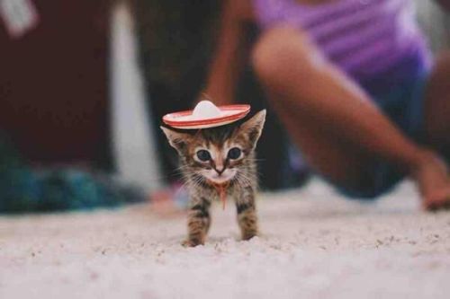 In case you’ve been having a bad week, here’s a tiny kitten in a sombrero … you’re welcome