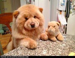 aplacetolovedogs:  Cute Chow Chow, fluffier than the stuffed