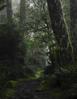 steepravine:  Dark Moss Lined Path (Point Reyes, California -