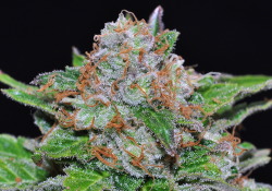 bongripsnmadspliffs:  White Widow  