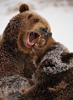 this-is-wild:  Play fighting grizzlies(Don Johnston) 