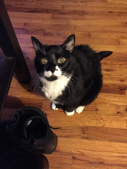 shanedog09:  My cat, Fuzz, is adorable.