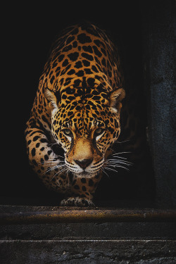 worldfam0us:  Jaguar | WF 