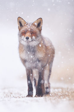 e4rthy:  A beauty in the Snow by Pim Leijen