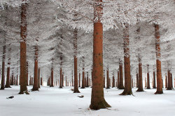 odditiesoflife:  Winter Wonderland Winter can be as beautiful