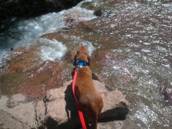 Marley and I went to Bear Creek today for the first time in months