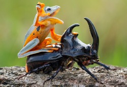 Hi-ho Silver, awaaaay! (Indonesian flying frog atop a woodboring