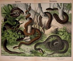 nemfrog:  Natural history of the animal kingdom for the use of