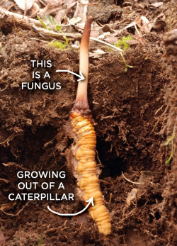skunkbear: Ophiocordyceps sinensis is a fungus that invades