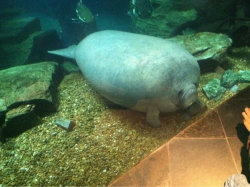 ampullae:  withasperity:  [image: a photo of a manatee pressing