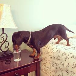 celebritydachshund:  “How Mum just found me. I prefer water