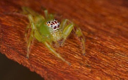 libutron:  Northern Green Jumping Spider - Mopsus mormon  The genus