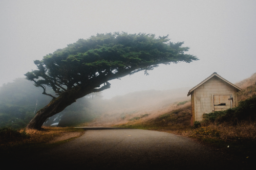 nubbsgalore:wind swept tree in point reyes national seashore