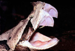 reptilesrevolution:  Gaboon Vipers