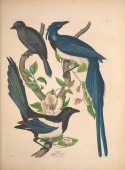 clawmarks:  Illustrations of the American ornithology of Alexander