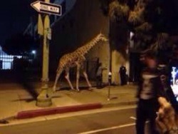 yourflowerqueen:  Someone let the giraffe out at the louisville