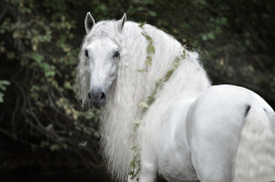 maneofthunder: Andalusian stallion by Emmy Eriksson﻿