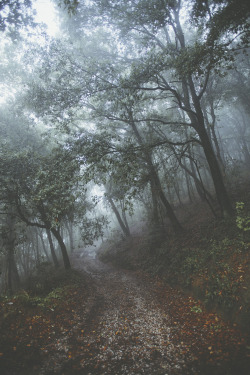 vintageux:  naturefvl:  elenamorelli:  { forest path / delicate