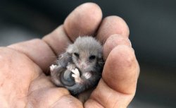 babyanimalgifs:  This is a pygmy possum