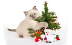 allcreatures:  (via HD Cute Christmas Cat Desktop Wallpapers)