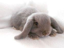 adaptationorretribution:  I got sad so I searched the “baby animals” tag.Look at this bun. :3