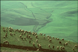 unearthedviews: ALGERIA. Near Constantine. 1982.    © A. Abbas/Magnum