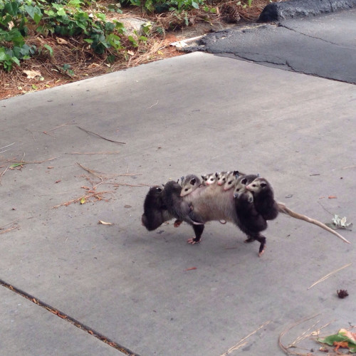 awwww-cute:  So a family of opossums walked out in front of me 