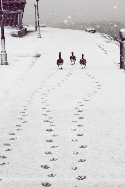 Headin’ out for a winter waddle (Canada Geese)