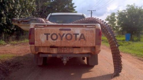 Bagged him a big one (a 4.8 metre / 15 ½ foot {!!} crocodile was recently shot near Palumpa, 240km southwest of Darwin, Australia)