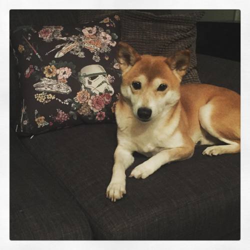 I think Dagny likes my new throw pillows.