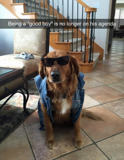 tastefullyoffensive:Bad to the bone. (via aden34)