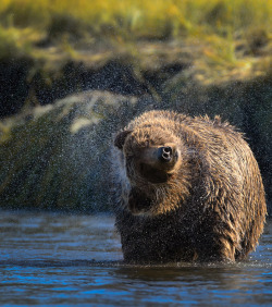 magicalnaturetour:  (via 500px / Ear full of Water by Christopher