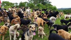 sixthseason:  look at all the happy pups on this hill!(this photo